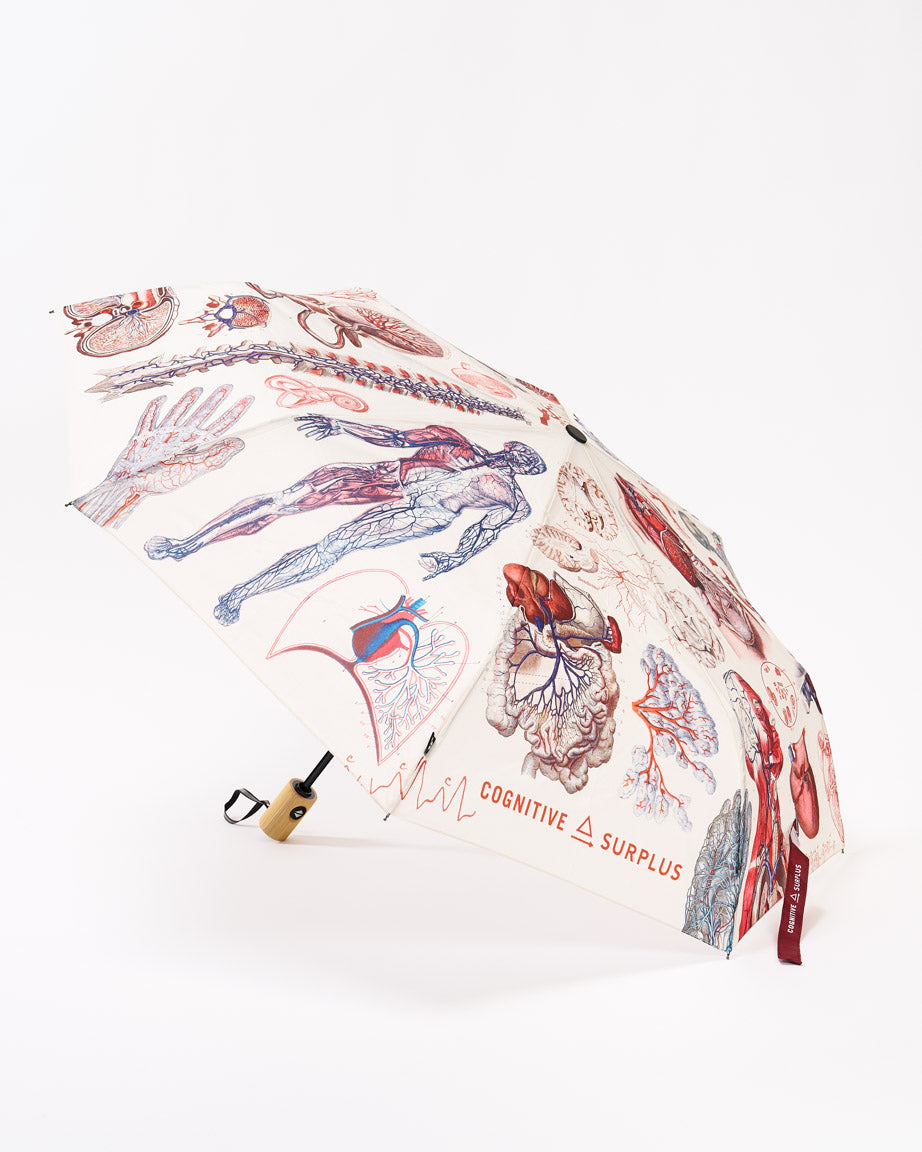 Anatomy Umbrella