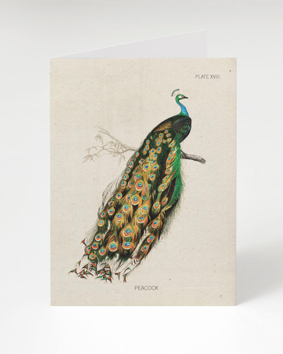 Peacock Greeting Card