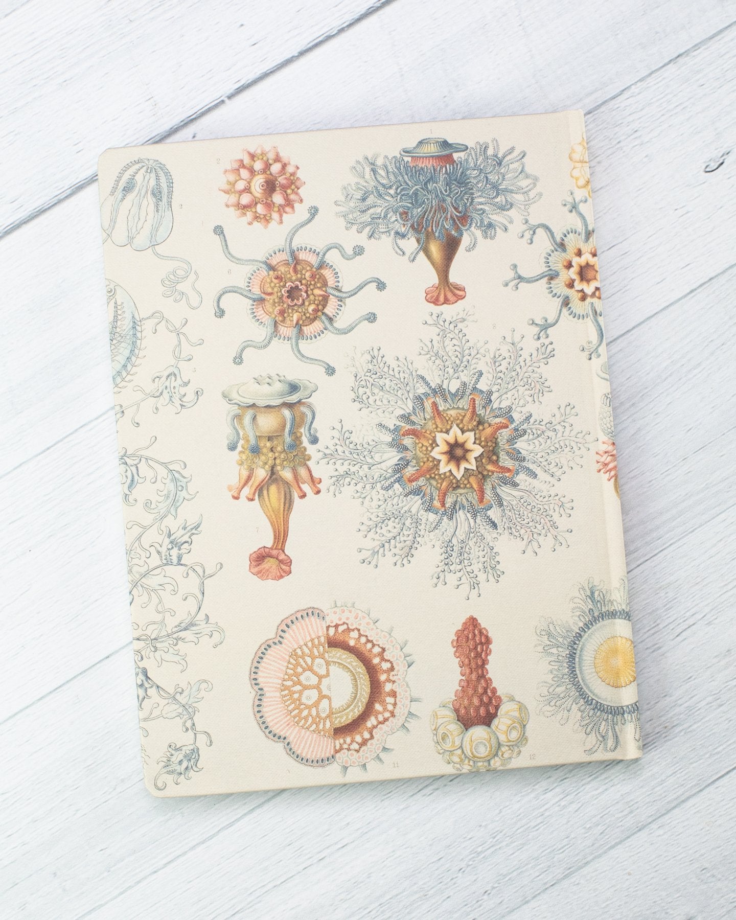 Haeckel Jellyfish Hardcover Notebook - Lined/Grid