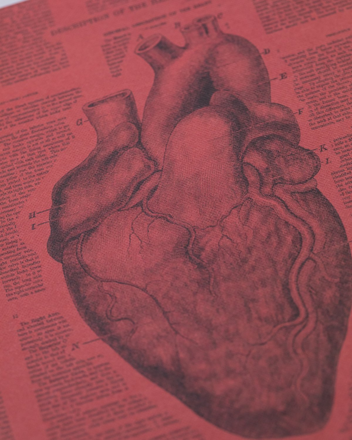 Anatomical Heart Hardcover - Lined/Grid - Cognitive Surplus
