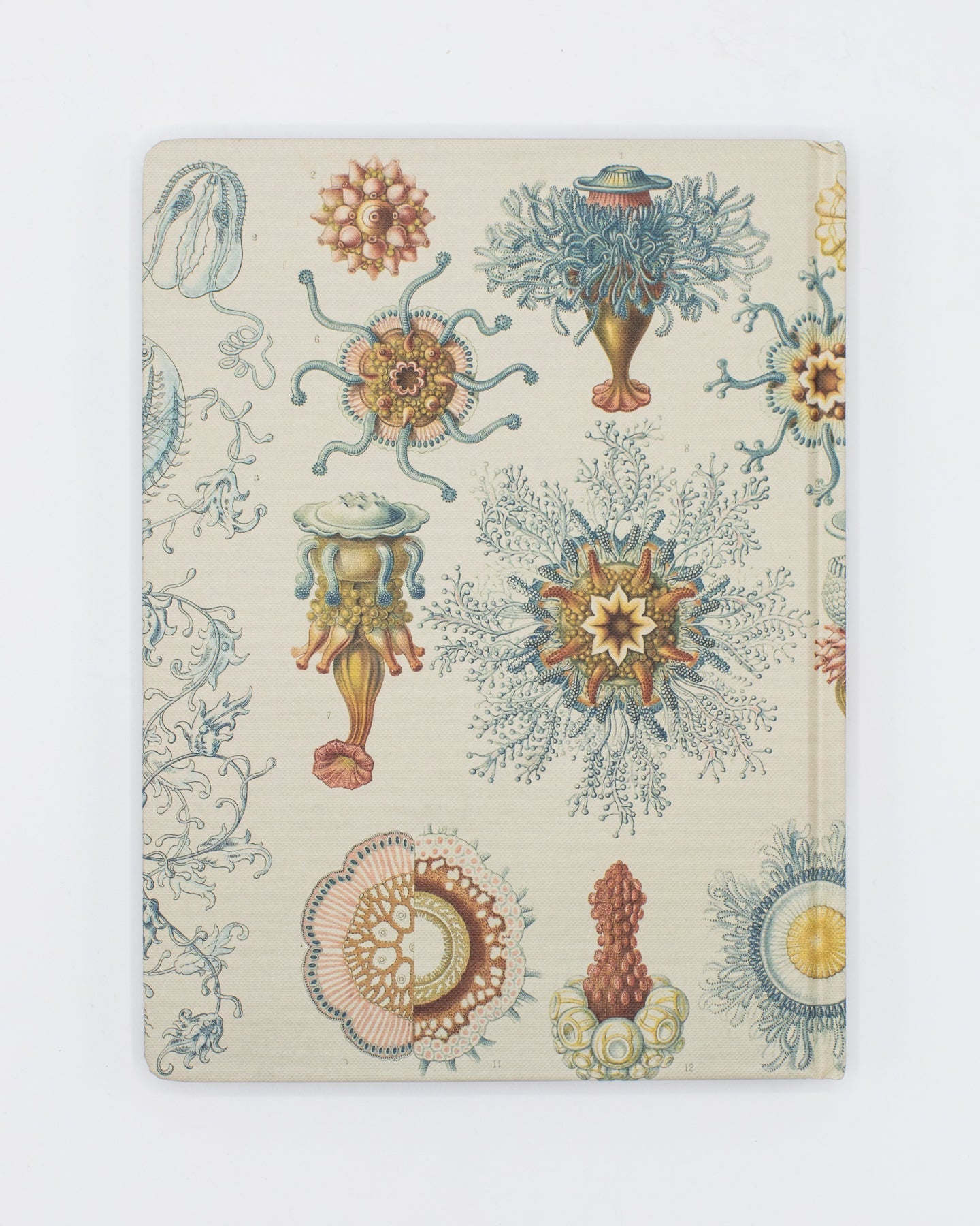 Haeckel Jellyfish Hardcover - Blank