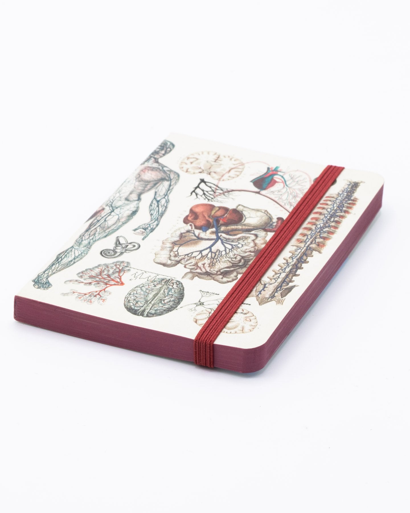 Anatomy & Physiology Observation Mini Softcover Notebook