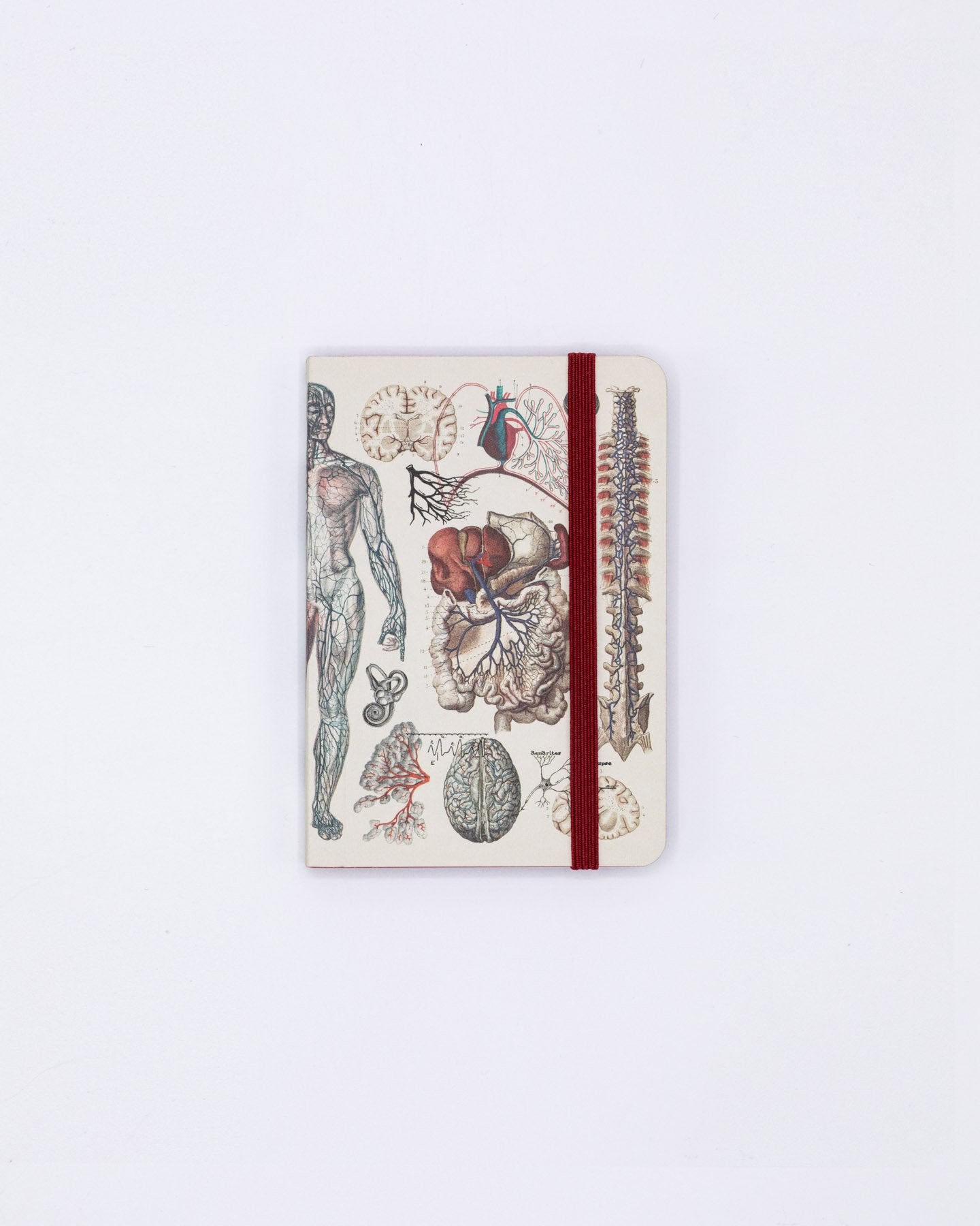 Anatomy & Physiology Observation Mini Softcover Notebook