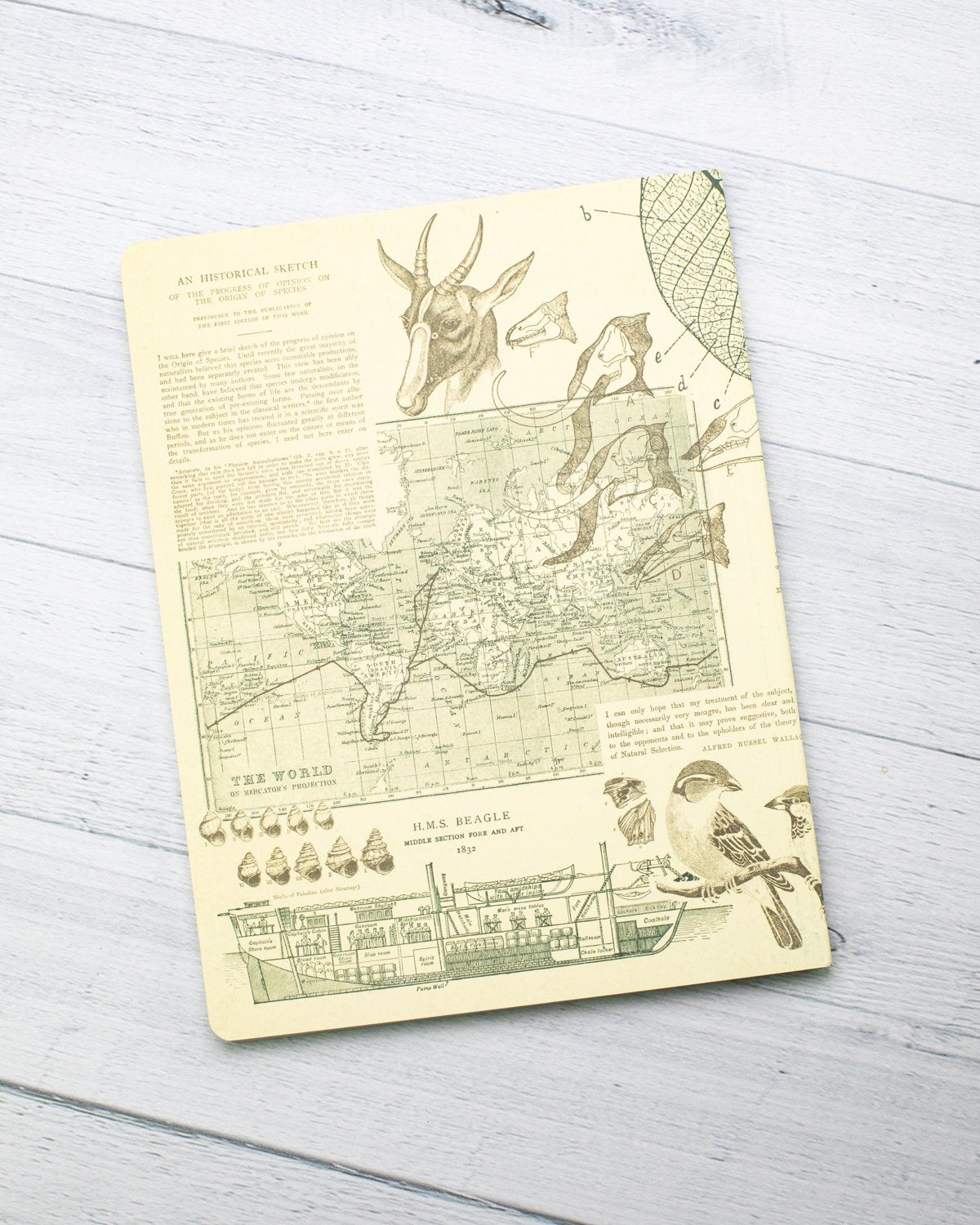 Evolution Softcover - Lined - Cognitive Surplus