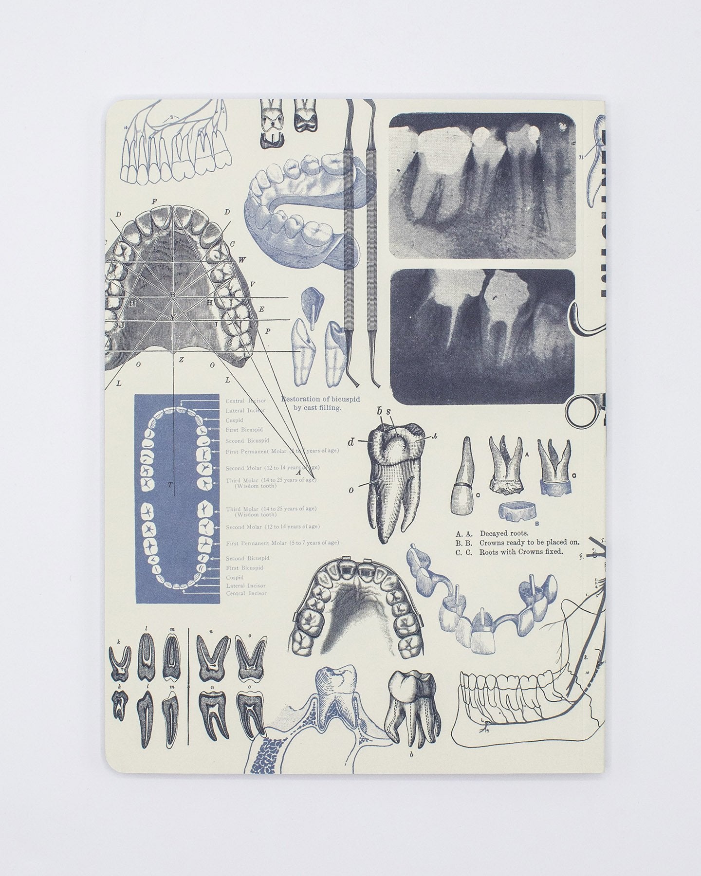 Dentistry Softcover Notebook - Dot Grid