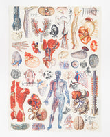 Anatomie Geschirrtuch