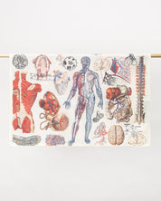 Anatomy Tea Towel