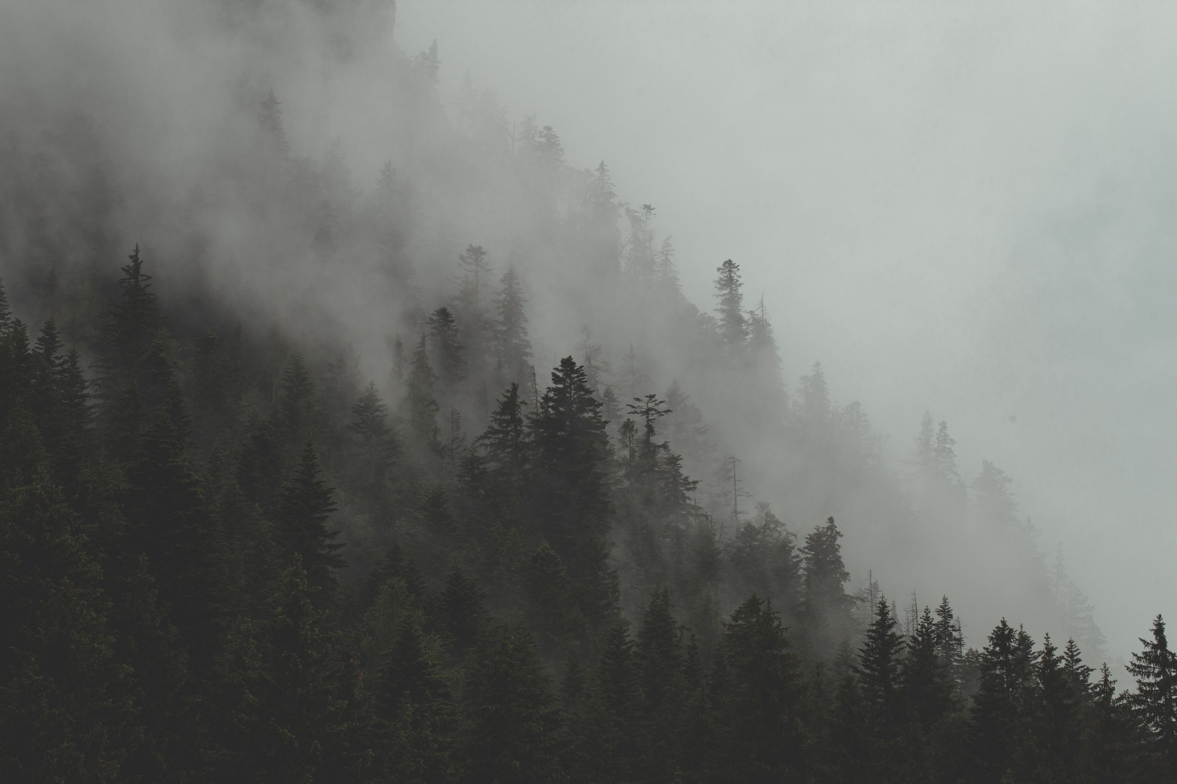 fog-rolls-through-forest-hillside.jpg