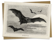 Bat Specimen Greeting Card Cognitive Surplus
