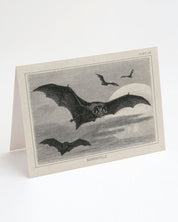 Bat Specimen Greeting Card
