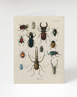 Campioni di scarabei Carta