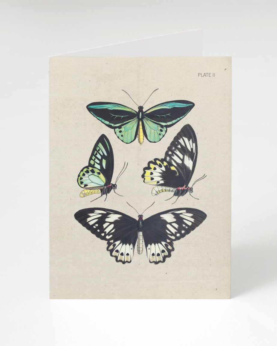 Butterfly Collection Card