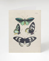 Collezione di farfalle Carta