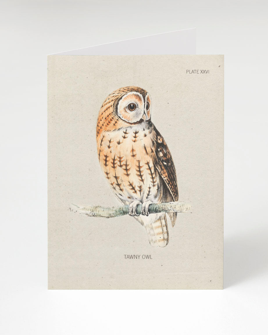 Tawny Owl Bird Greeting Card
