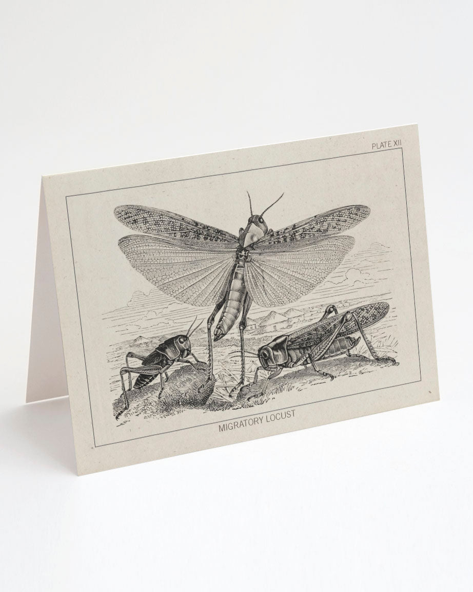 Locust Greeting Card