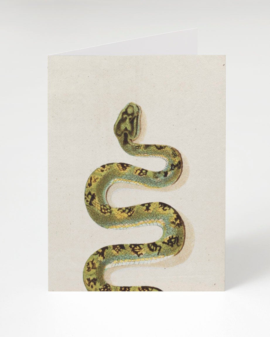 Green Snake Greeting Card