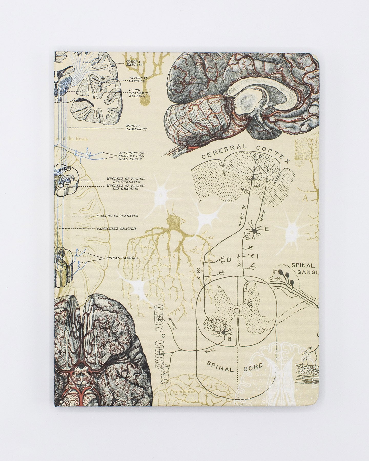 Brain & Neuroscience Hardcover Notebook - Lined/Grid