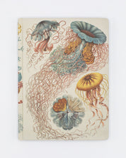Tapa dura Haeckel Jellyfish - Forrado / Cuadrícula