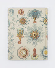 Haeckel Jellyfish Hardcover Notebook - Lined/Grid