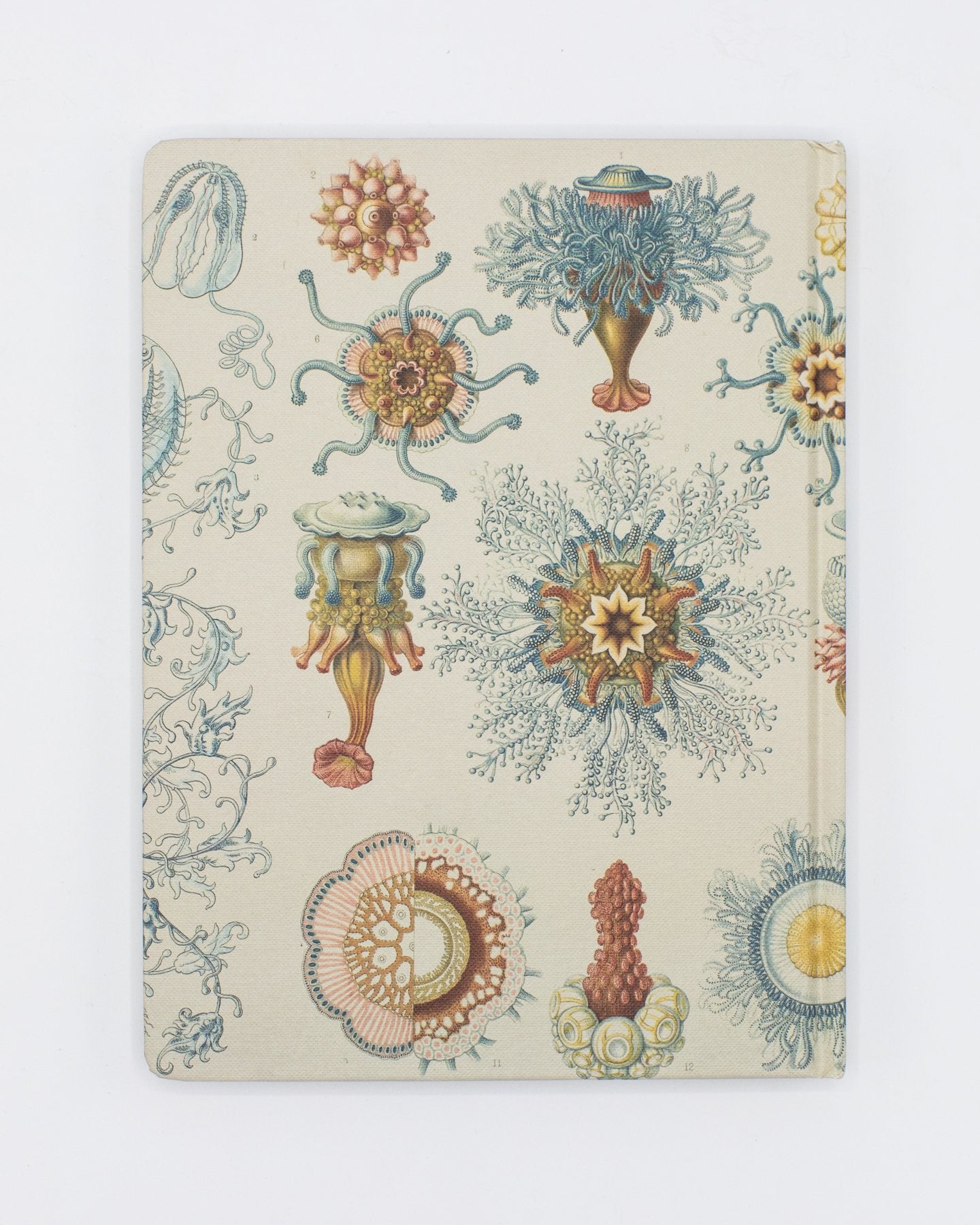 Haeckel Jellyfish Hardcover Notebook - Lined/Grid