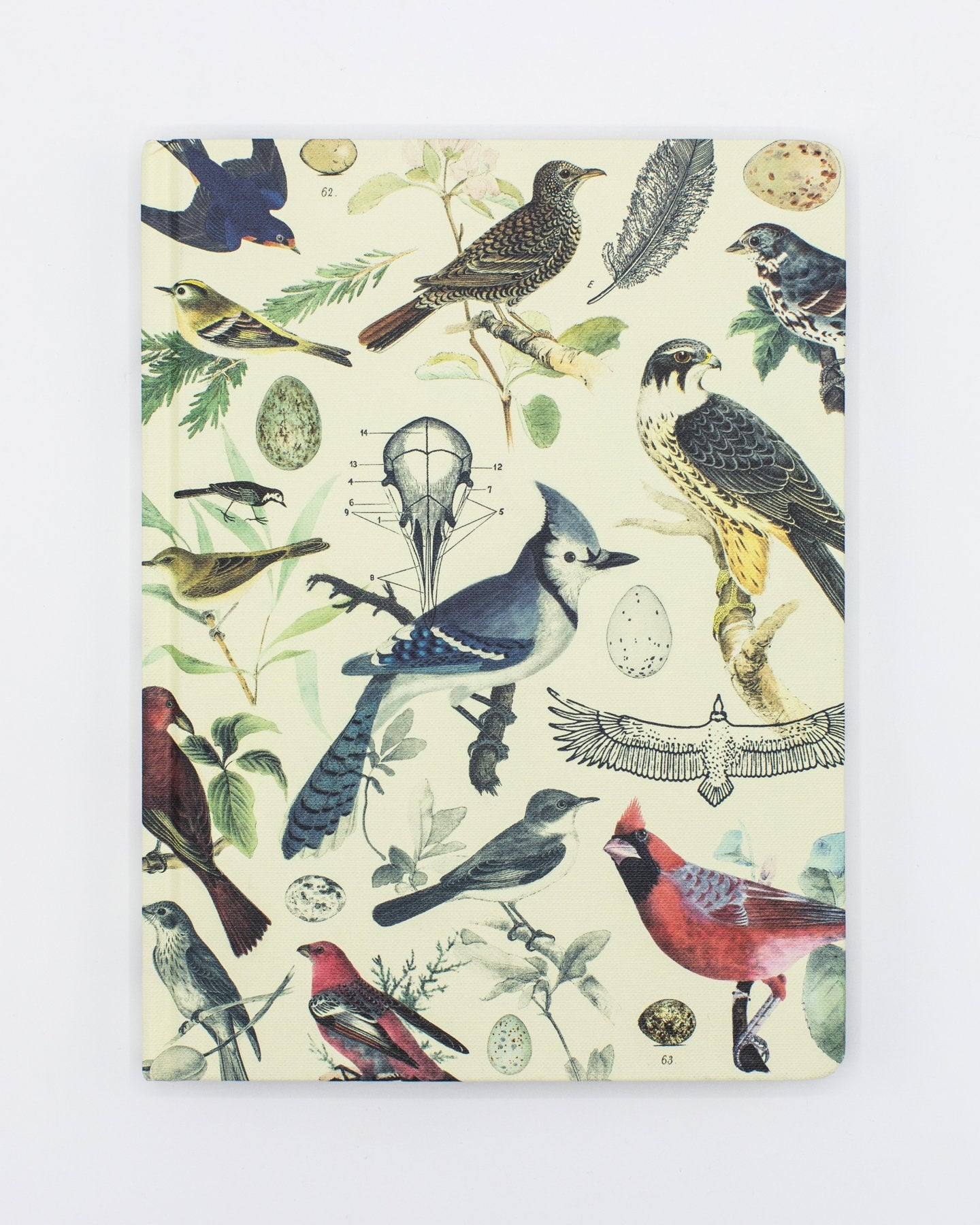 Ornithology: Birds Hardcover - Gefüttert/Gitter