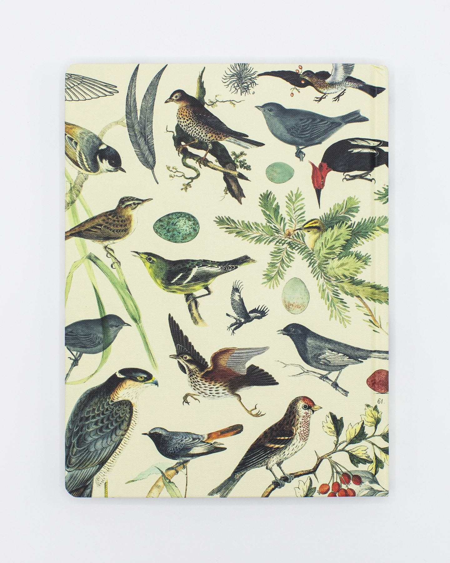 Ornithology: Birds Hardcover - Gefüttert/Gitter