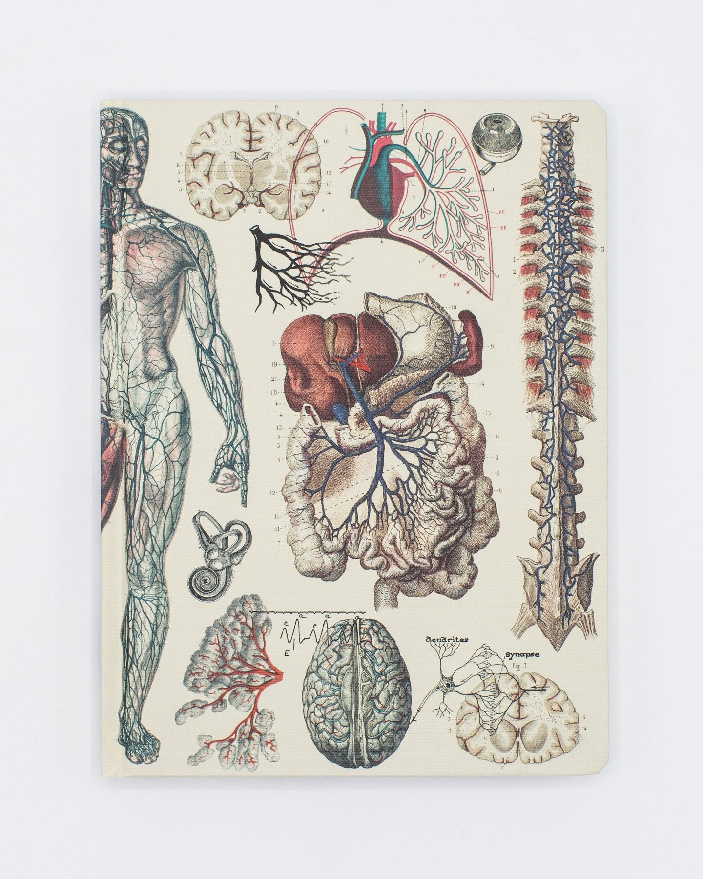 Anatomy: Vascular Hardcover Notebook - Dot Grid