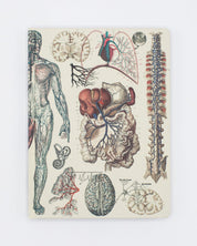 Anatomie: Vascular Hardcover - Punktraster