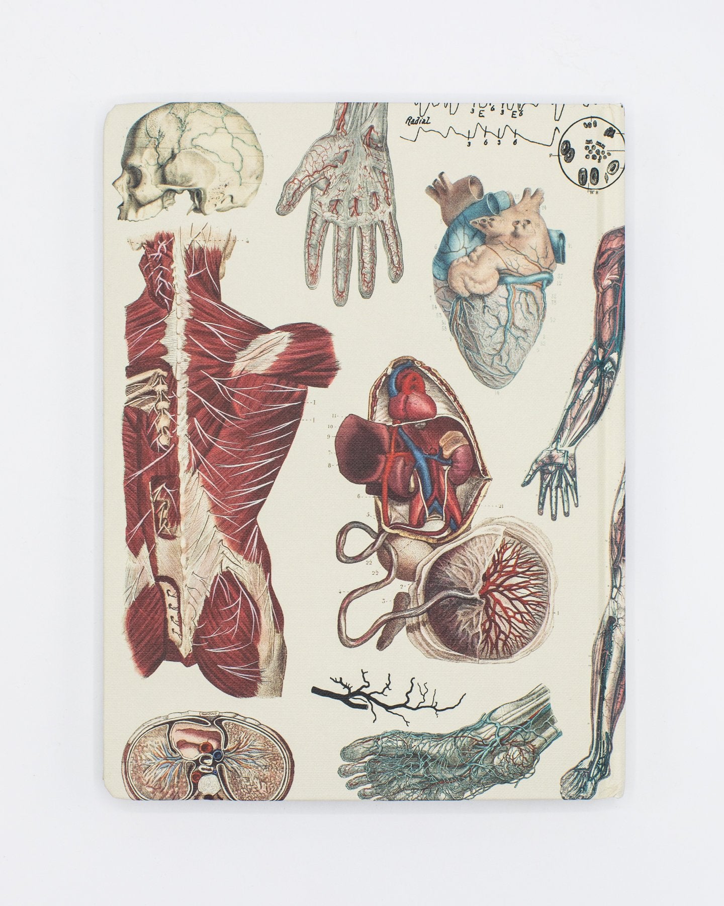 Anatomy: Vascular Hardcover Notebook - Dot Grid