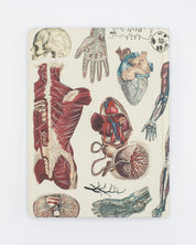 Anatomie: Vascular Hardcover - Punktraster