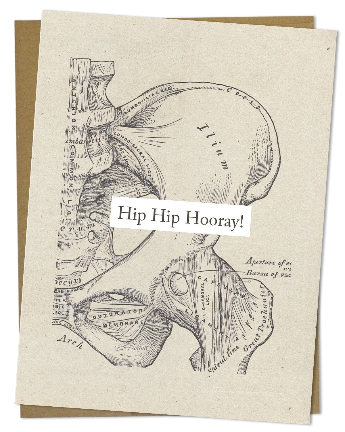 Hip Hip Hooray: Anatomy Card Cognitive Surplus