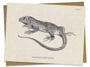 Iguana Specimen Card Cognitive Surplus