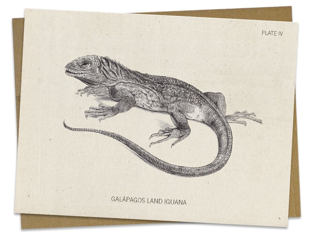 Iguana Specimen Card Cognitive Surplus