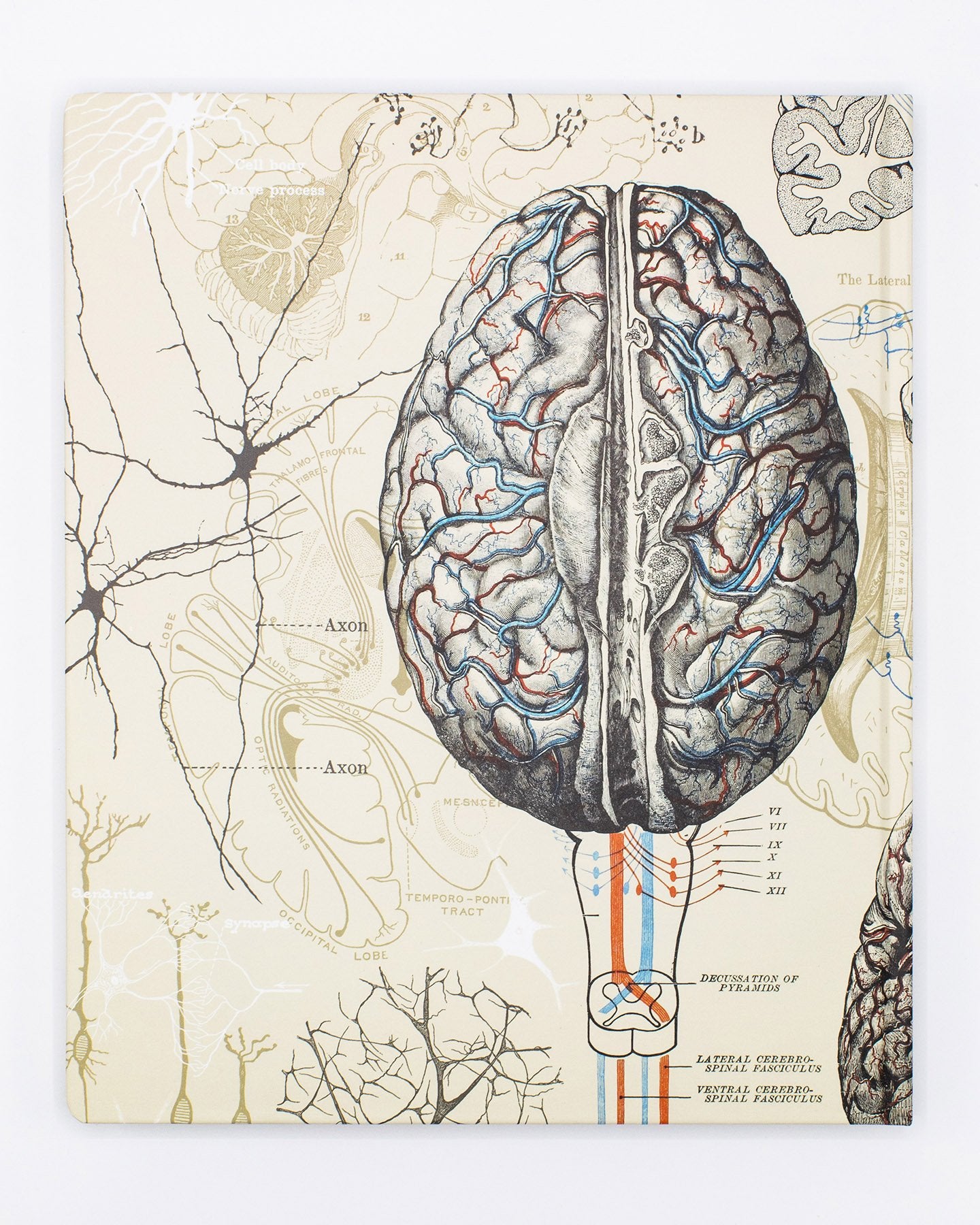 Brain & Neuroscience Lab Notebook