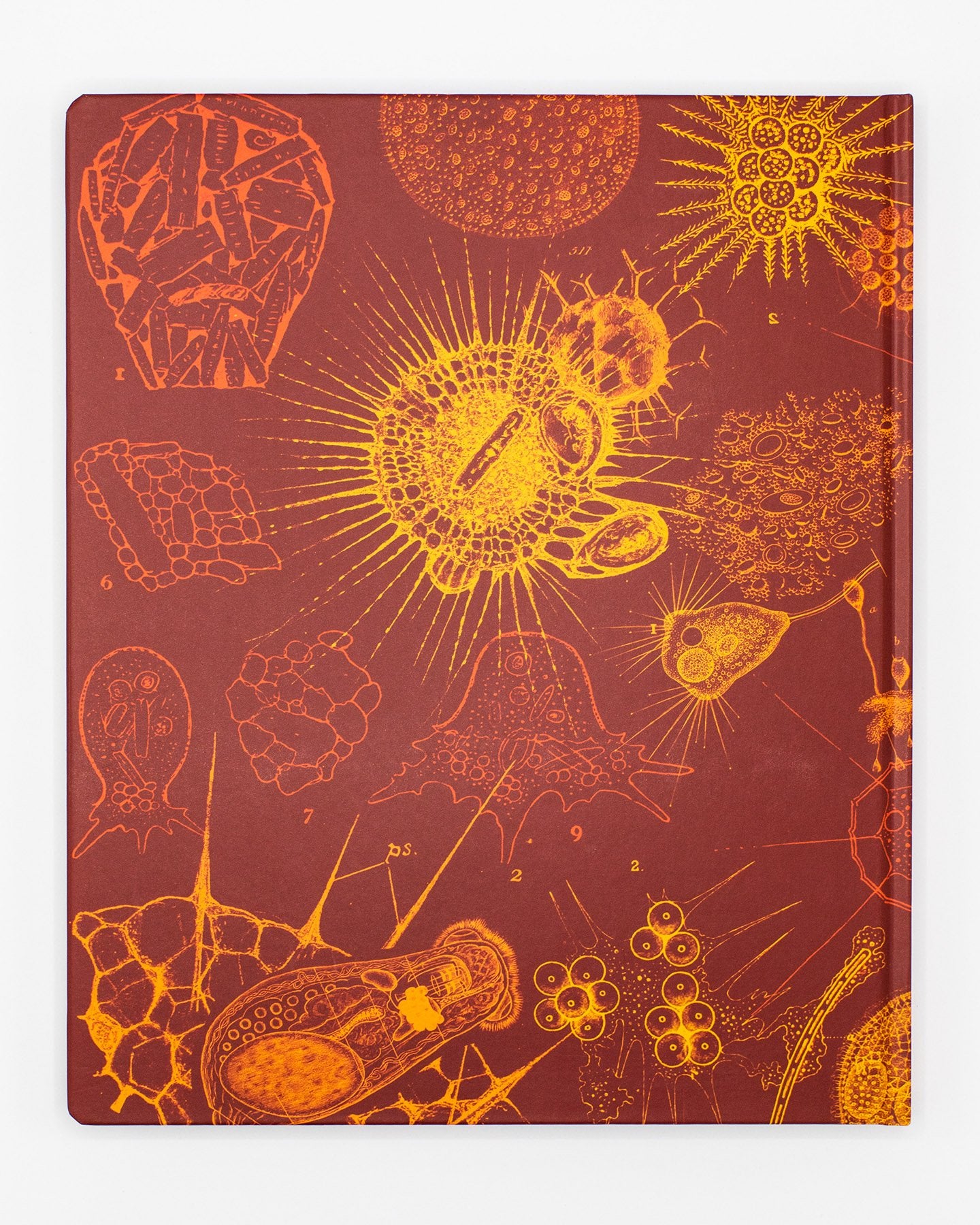 Microbiology Lab Notebook