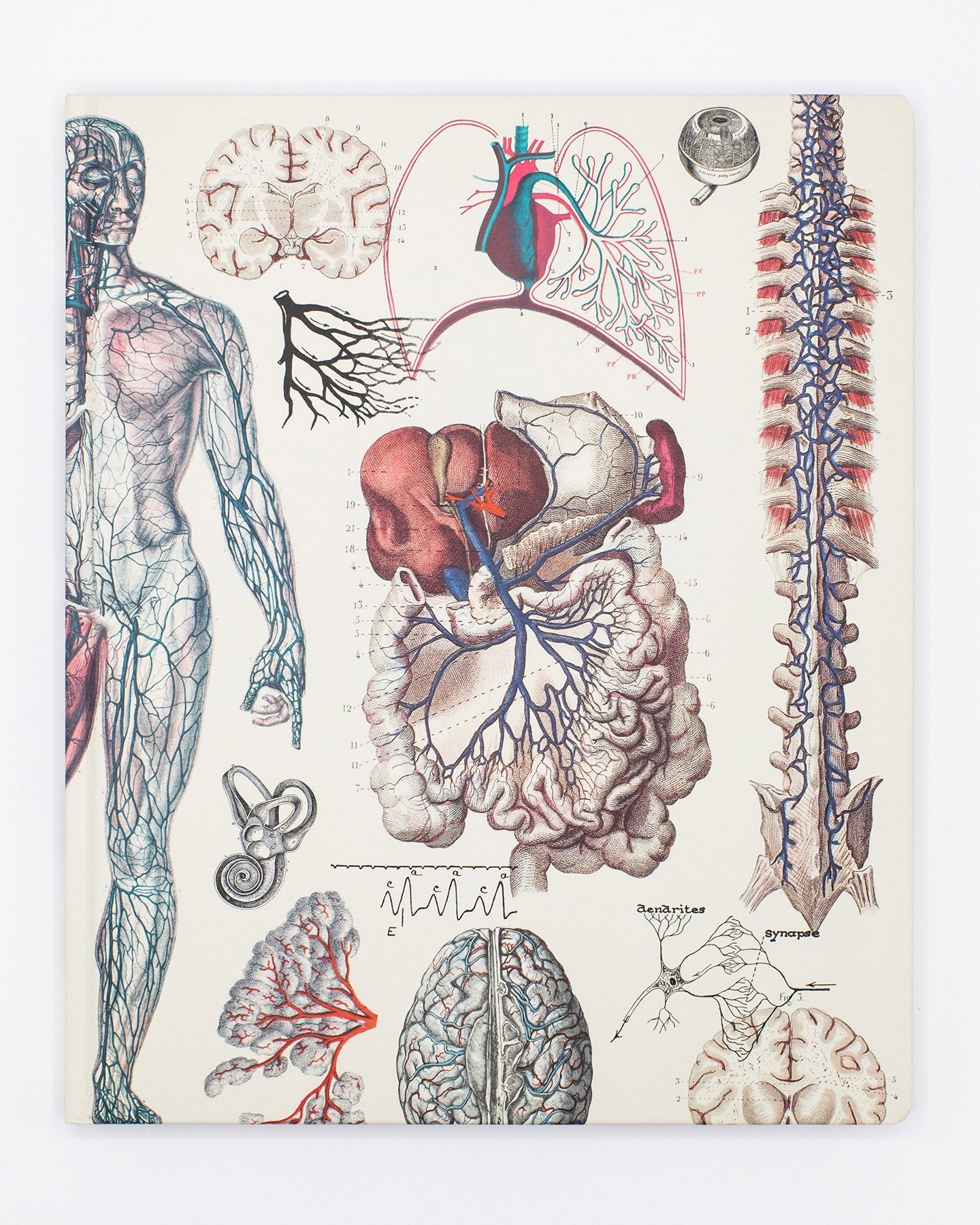Anatomie : Cahier de laboratoire vasculaire
