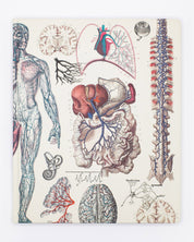 Anatomie : Cahier de laboratoire vasculaire