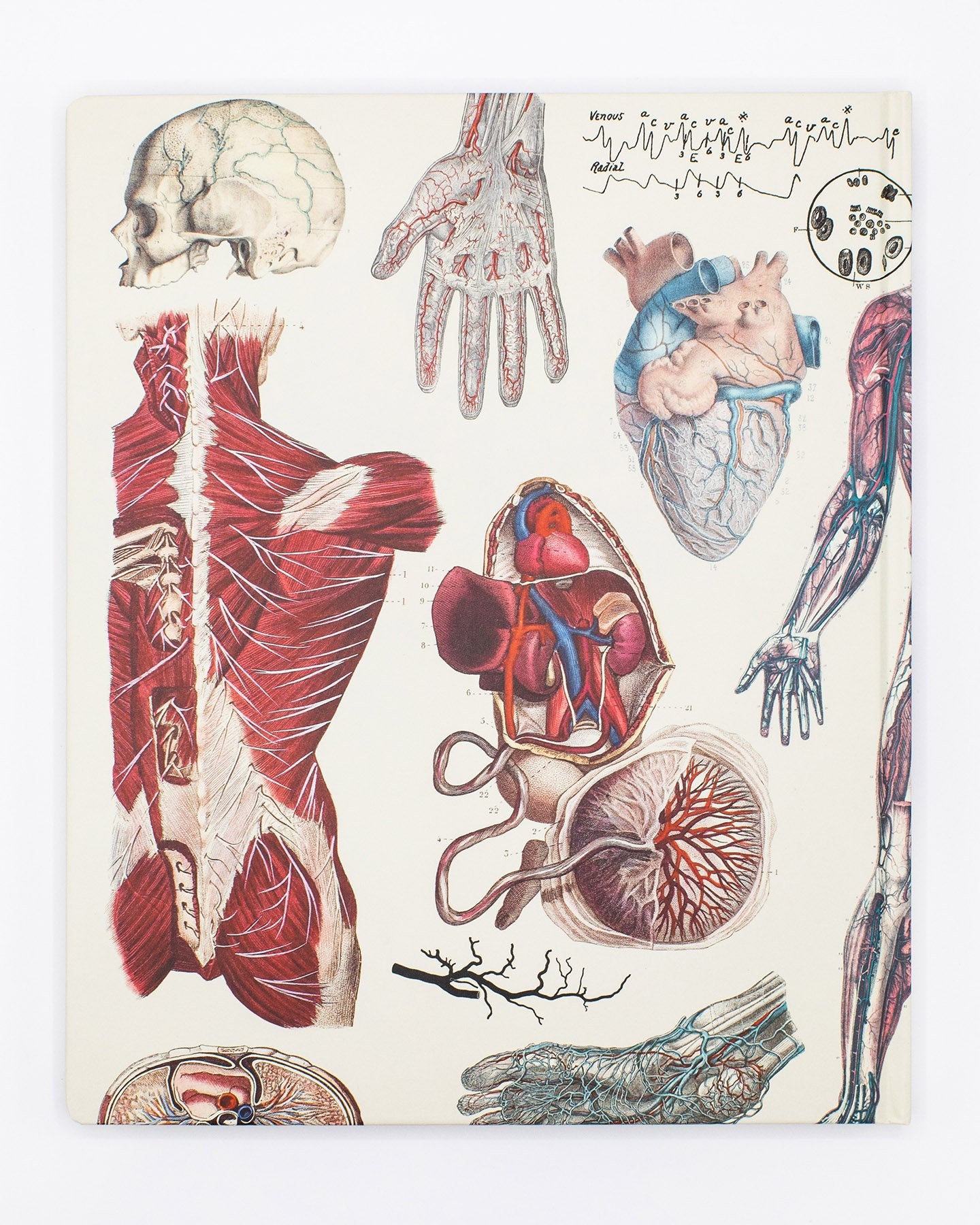 Anatomie: Gefäßlabornotizbuch