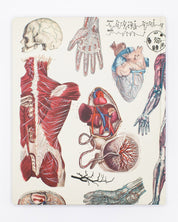 Anatomie : Cahier de laboratoire vasculaire