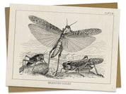 Locust Specimen Card Cognitive Surplus