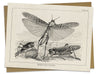 Locust Specimen Card Cognitive Surplus