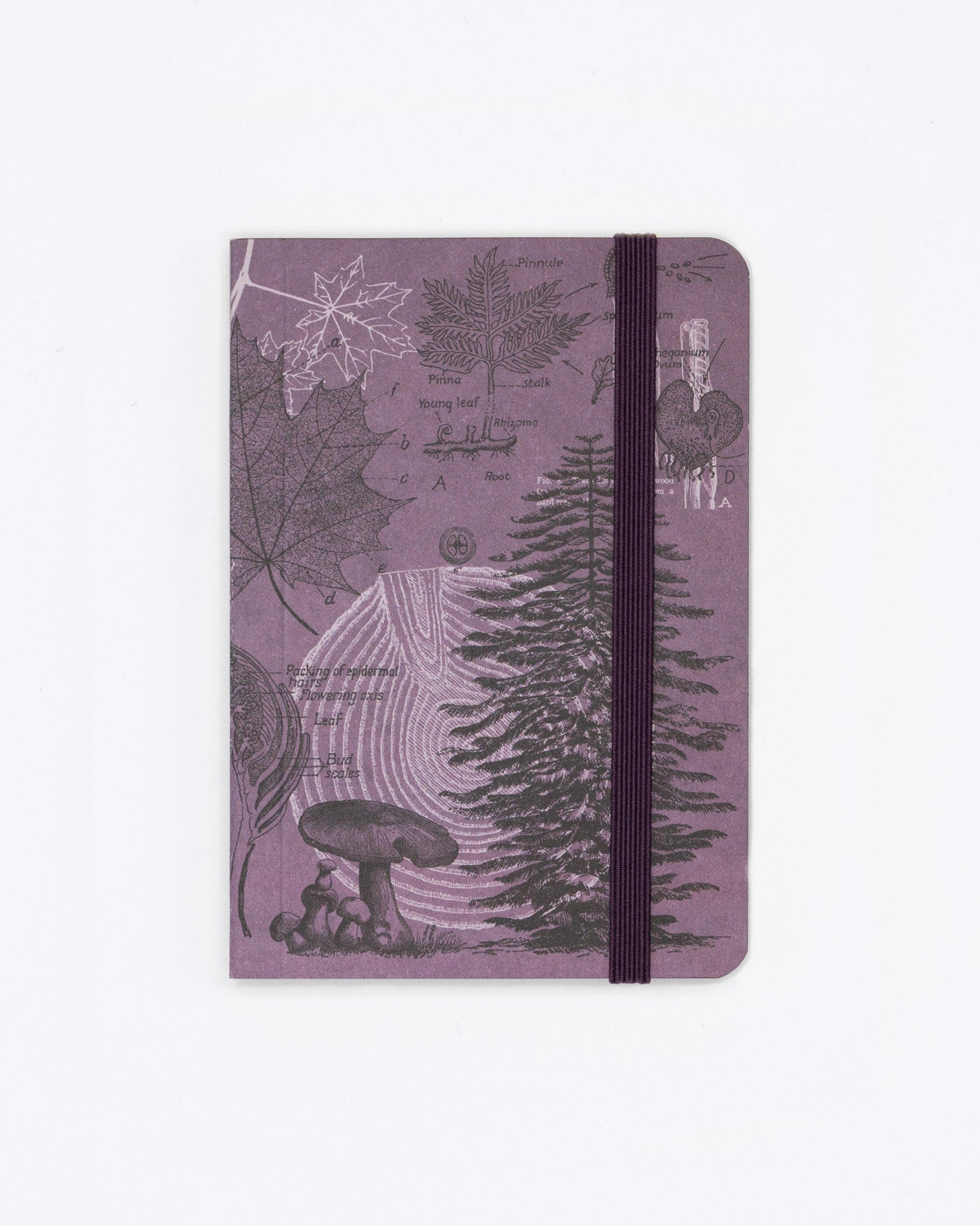 Forest at Dusk Observation Softcover