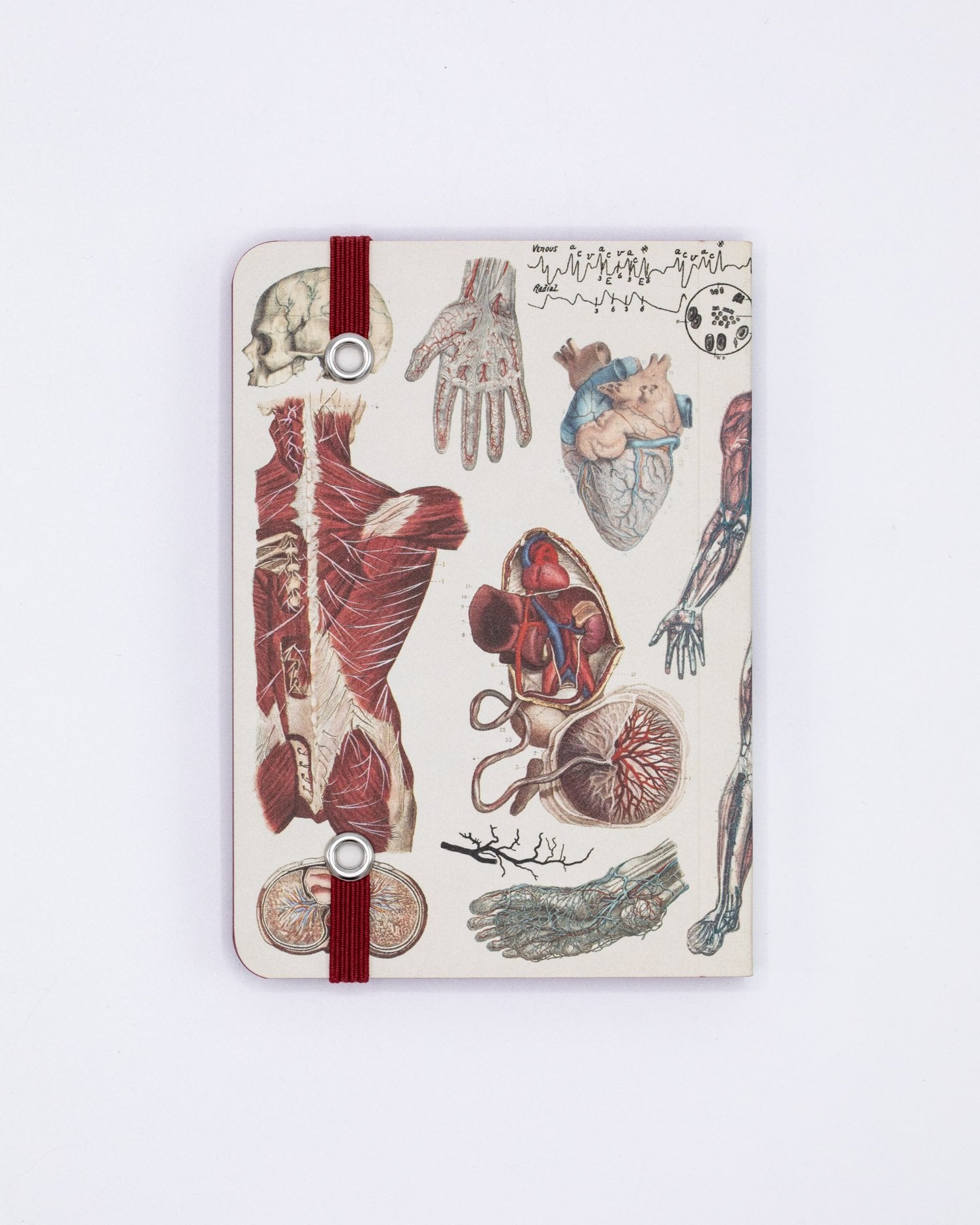 Anatomy & Physiology Observation Mini Softcover Notebook