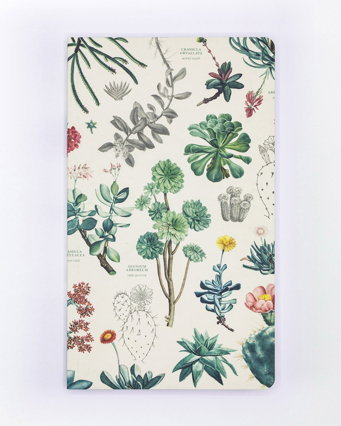 Planificateur annuel de plantes succulentes