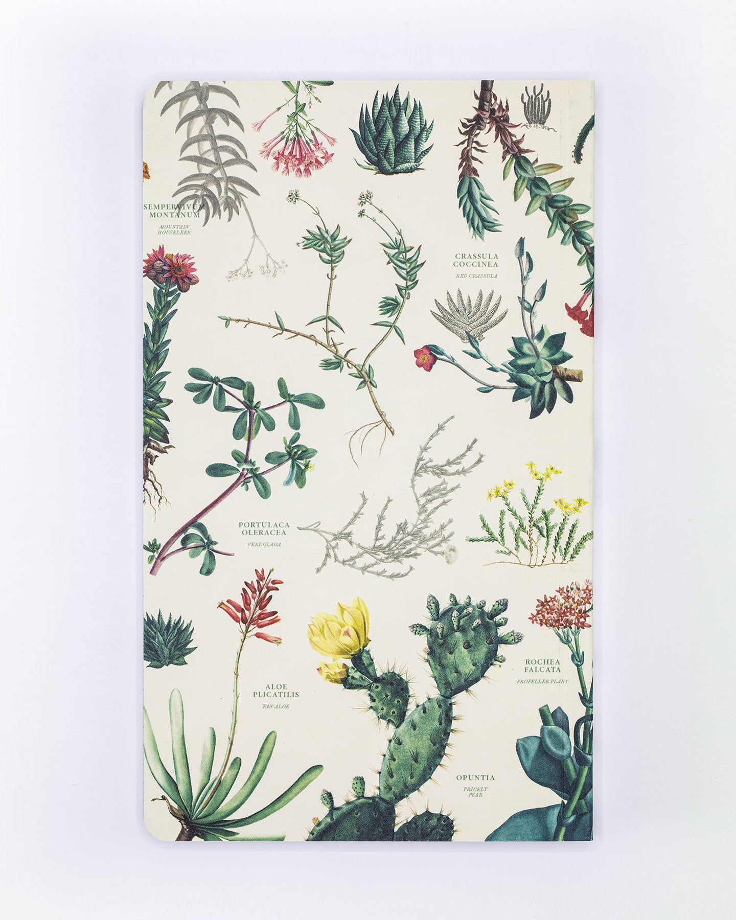 Planificateur annuel de plantes succulentes