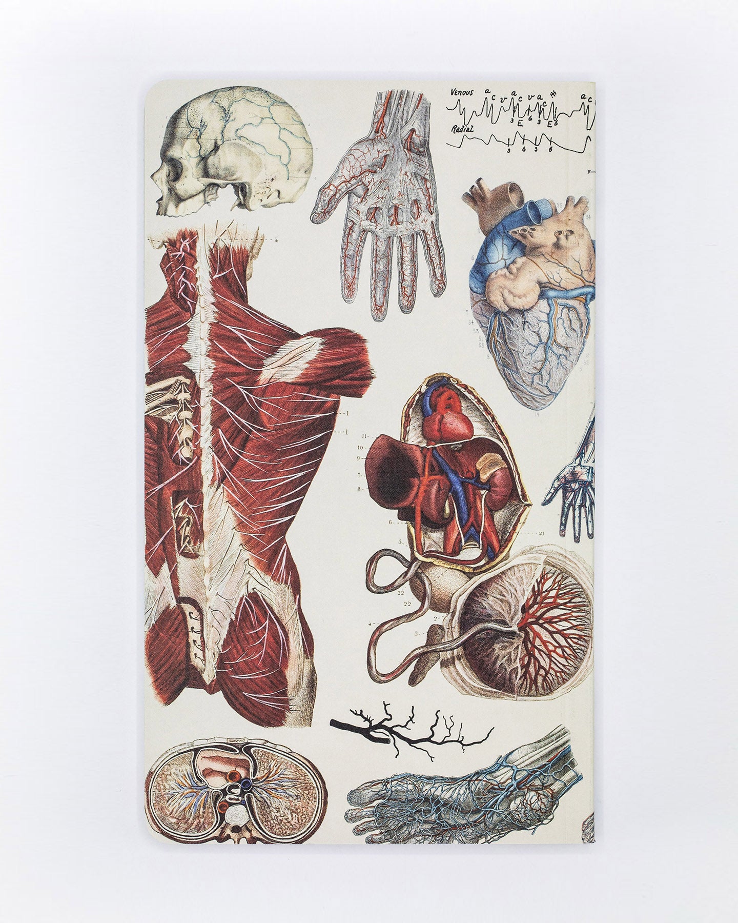 Anatomy: Vascular Yearly Planner