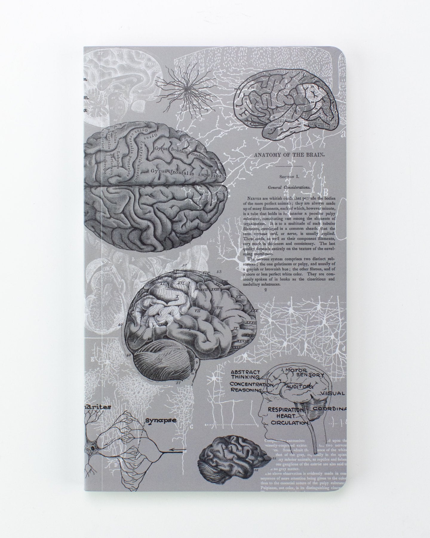 Planificateur annuel d'anatomie du cerveau