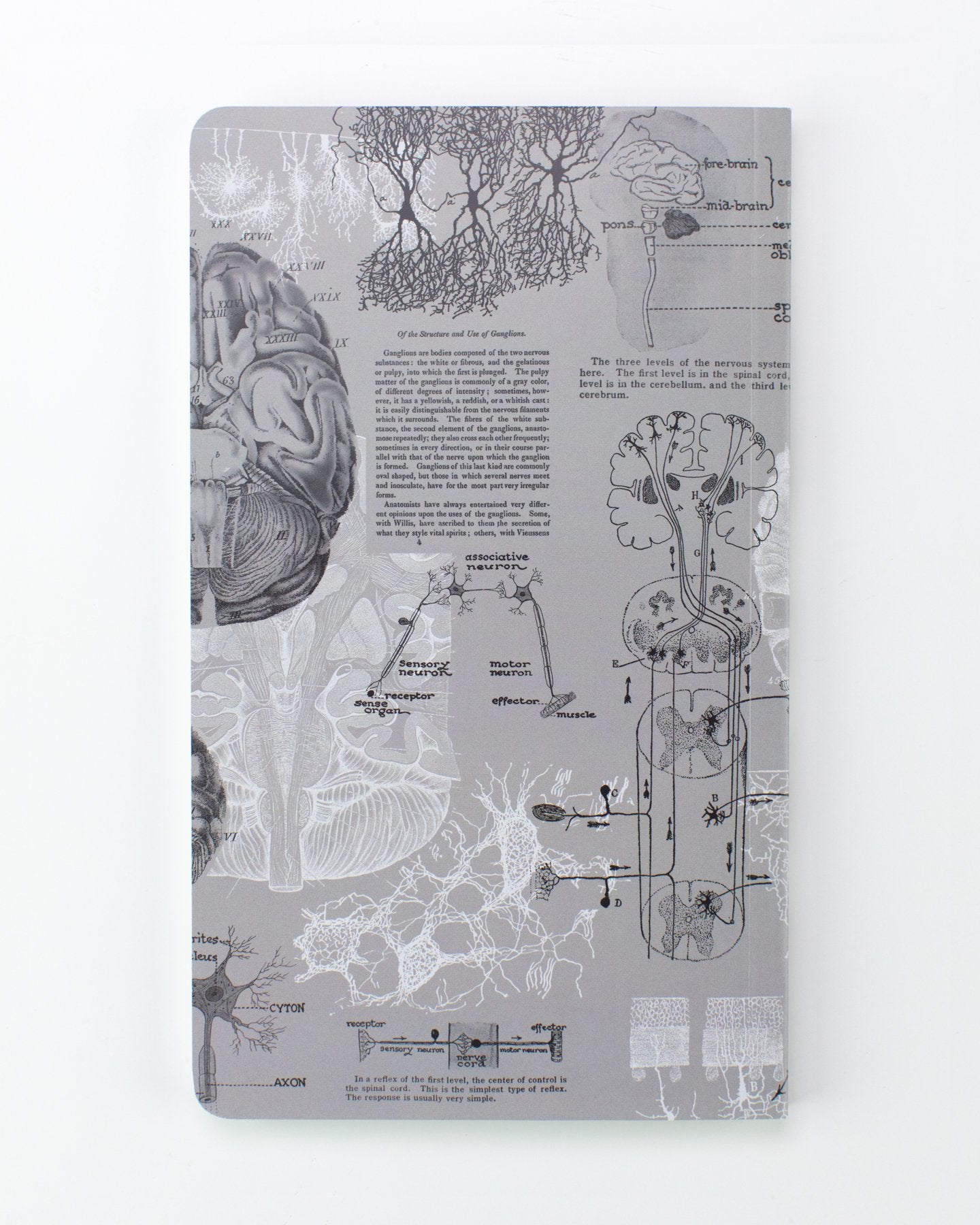 Planificateur annuel d'anatomie du cerveau