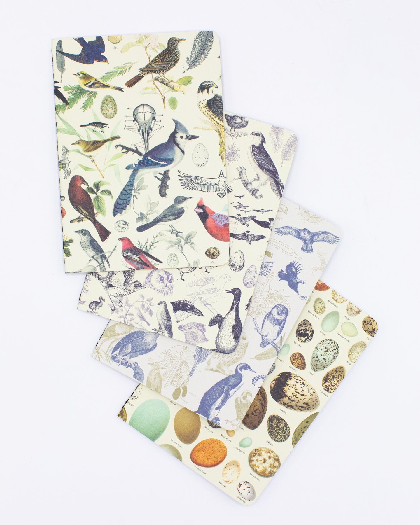 Vögel: Ornithology Pocket Notebook 4er-Pack