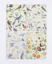 Birds: Ornitología, paquete de 4 cuadernos de bolsillo